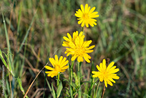 meadow salsify,.Tragopogon pratensis yellow flower closeup selective focus