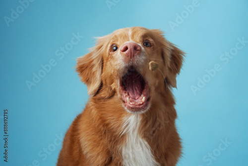 dog with open mouth. Nova Scotia Duck Tolling Retriever vocalizing energetically, set against a soothing blue backdrop, capturing the breed vivacious personality.