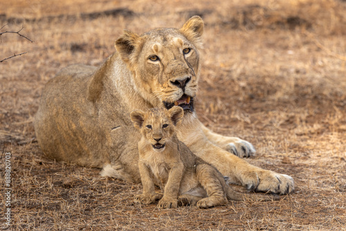 Lioness and Her New Born Cub