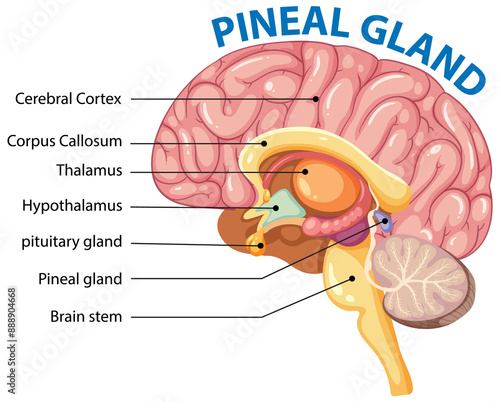 Labeled illustration of brain and pineal gland