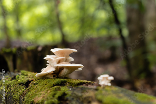 Edible oyster mushroom Pleurotus ostreatus growing on a moss and lichen covered fallen tree trunk in the forest.