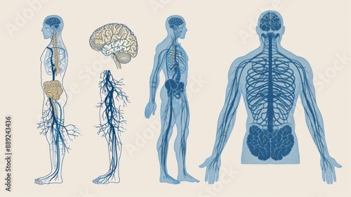 Medical diagram of the human nervous system, including brain, spinal cord, and peripheral nerves.