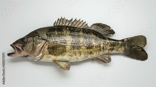 Guadalupe Bass full body on white background