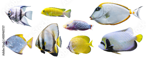 Tropical colorful fishes collection isolated on white, transparent background. Collection, set of different aquarium fish, undersea life, aquatic organism, pet.