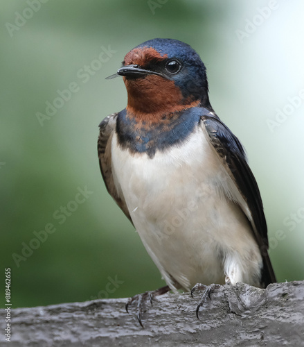 The swallows, martins, and saw-wings, or Hirundinidae are a family of passerine songbirds found around the world on all continents.