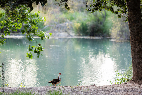 Parque con laguna en día de primavera