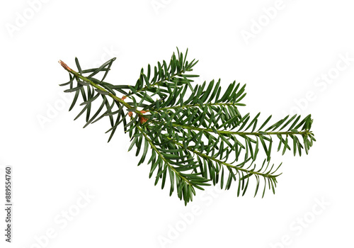 Green branch of coniferous tree (yew) isolated on white background. Design element for creating holiday compositions, collages, cards, invitations.