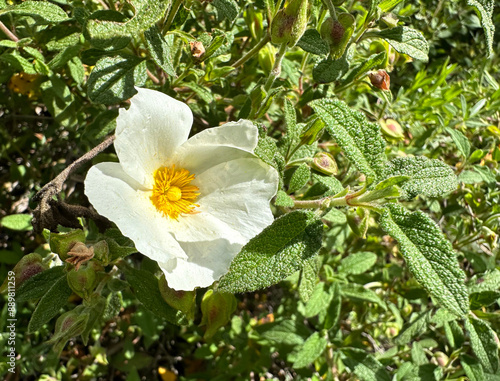 Spring blossom grey-leaved cistus (lat.- Cistus albidus)