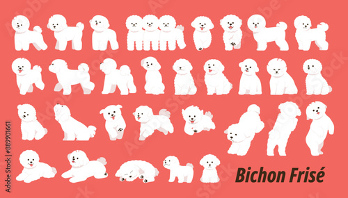 Cute Bichon Frize. A collection of active and diverse movements.