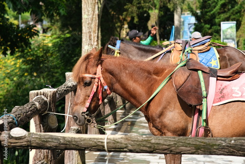 Horse in a stable, equestrian barn life theme. 