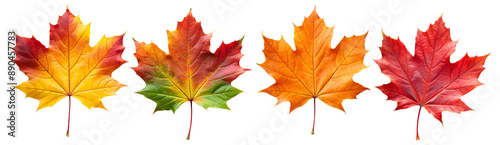 Autumn maple colorful leaves set isolated on transparent white background, png element. Fall maple foliage collection