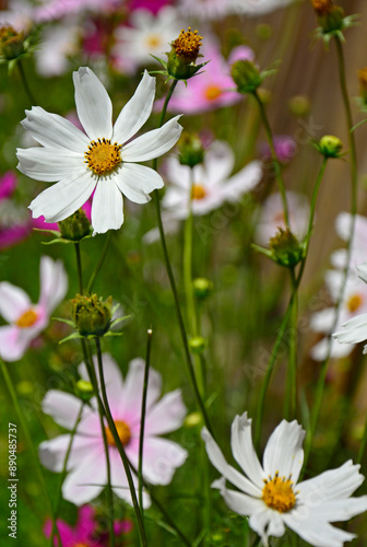 Kosmos pierzasty, kosmos podwójnie pierzasty, onętek, Cosmos bipinnatus, kolorowe kosmosy, łąka kwietna z kosmosów, garden cosmos, Mexican aster, Prairie fleurie