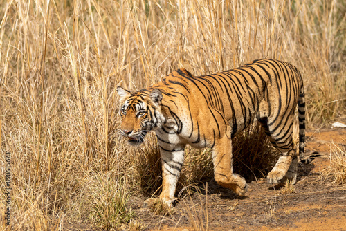 wild female bengal tiger or panthera tigris or tigress side profile walking in her territory in dry hot summer season safari at ranthambore national park forest reserve rajasthan india asia