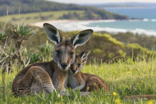 Two kangaroos are laying in the grass near the ocean