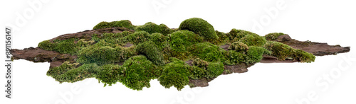 Moss or Mosses on a pine bark, Green moss on a tree bark isolated on white background, with clipping path