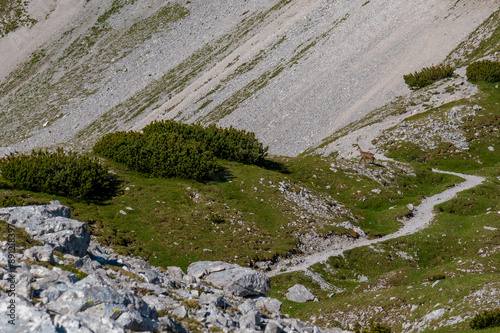 Majestic chamois Grazing on a Rocky Slope