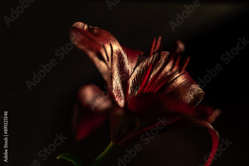 close-up view of a beautiful dark red lily