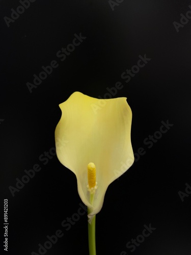 yellow calla lily on black