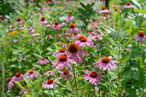 field of flowers in summer, featuring mostly echinacea blossoms