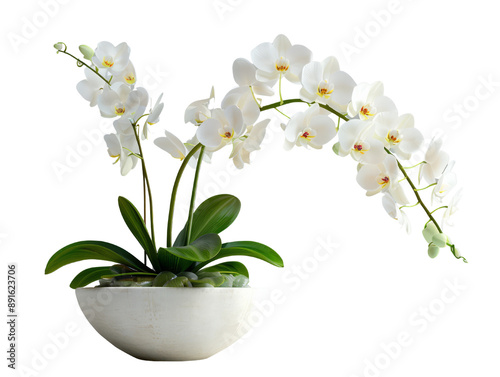 Indoor plants Moth white Orchid Phalaenopsis in a white bowl, arranged gracefully with lush green leaves.