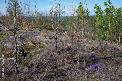 Spring landscape on Hiidenvuori Mountain. Karelia, Russia