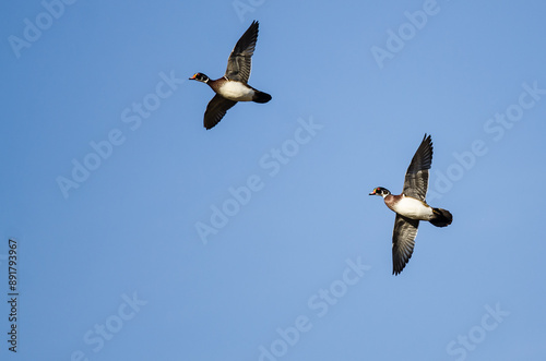 Pair of Wood Ducks Flying in a Blue Sky