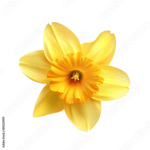 Close-up of a vibrant yellow daffodil flower with delicate petals and intricate details, isolated on a clean white background.