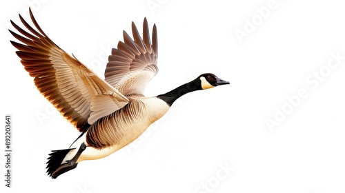 Detailed illustration of a lone Canadian Goose in flight, showcasing migration and preservation in a wildlifethemed setting.