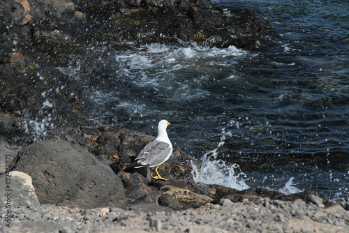 Mewy na skalistym wybrzeżu nad Oceanem Atlantyckim, wyspy kanaryjskie, Lanzarote