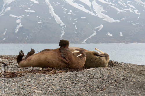 Morse, Odobenus rosmarus, Spitzberg, Svalbard, Norvège