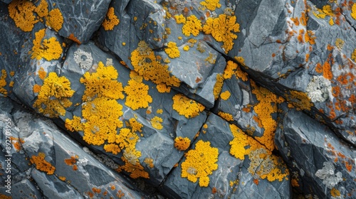 Yellow lichen growing on rocks