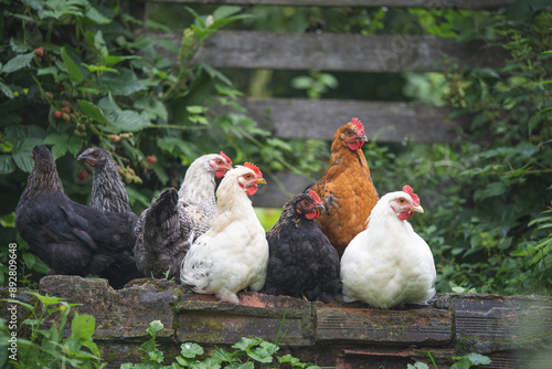 beautiful chickens and roosters outdoors in the yard