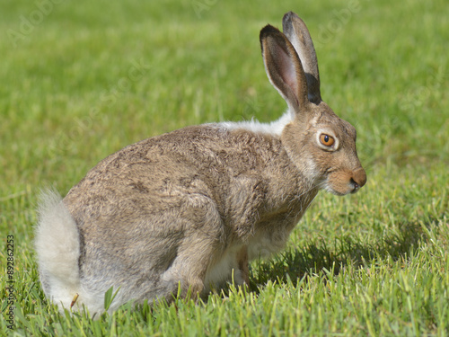 White-tailed Jackrabbit (Lepus townsendii) in summer coloration