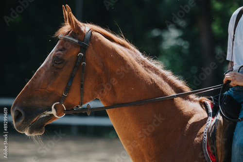 Side profile close-up of a brown horse wearing a bridle and reins in an outdoor setting. Rider's hand visible in the background.