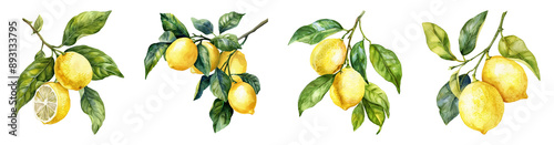 Lemon, lemon branch, set of lemons on a transparent background 