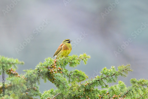 A Cirl Bunting sitting on a green bush