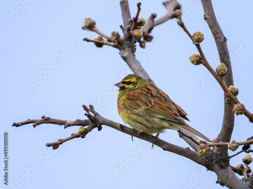 A Cirl Bunting sitting on a small twig