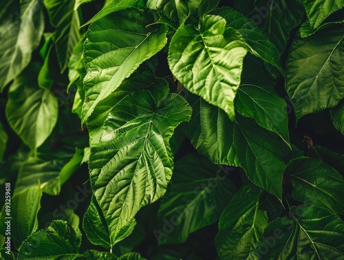 Bountiful Mulberry Leaves: Perfect for Tea-Making or Silkworm Rearing