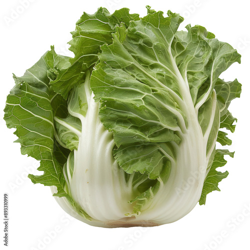 A whole, raw escarole on transparent background