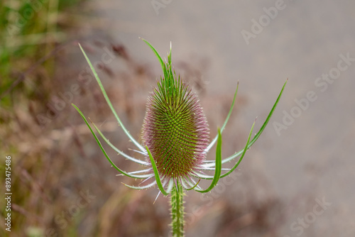 Teasel or cabaret birds, dipsacus fullonum, caprifoliaceae