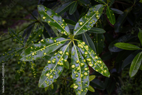 Animal, Leaves with gall mite Eriophyes tiliae. A close-up photograph of a leaf affected by galls of Eriophyes