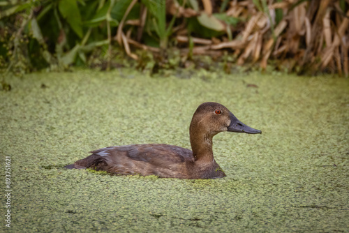 A female common pochard swims in the water with Lemna perpendicular to the camera lens on a summer evening. 