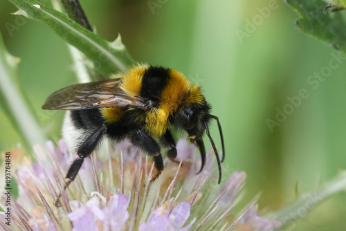 Closeup on a cute fluffy colorful queen European Large garden bumblebee, Bombus ruderatus on a pink Dipsacus fullonum flower