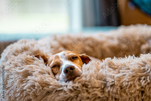 sleepy beagle in fluffy bed , warm home atmosphere