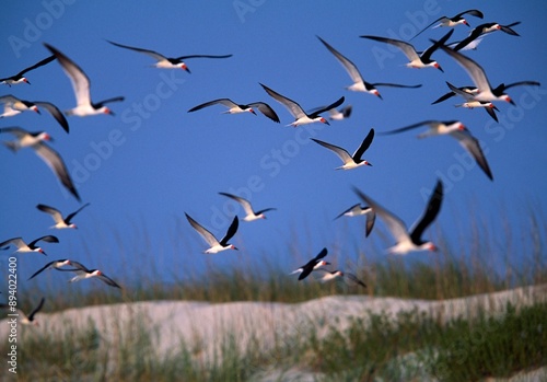 Flock Of Black Skimmers