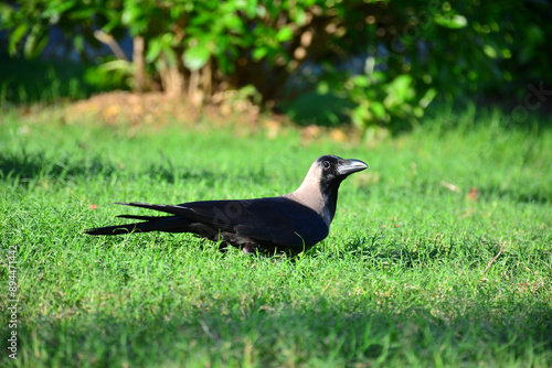 Common crow bird on the grass