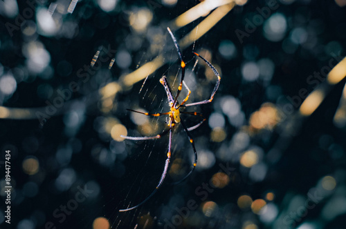 spider hanging on its web in the forest on a blurry background