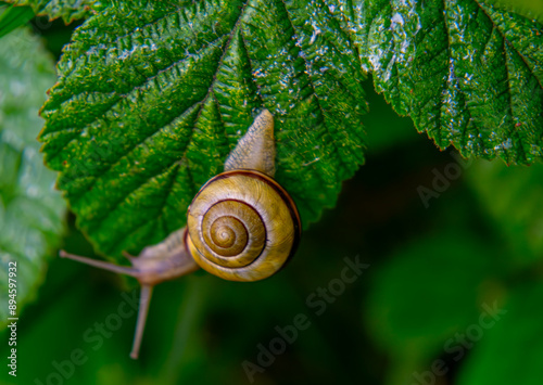 A snail with a beautiful colorful shell crawling on a green leaf in the morning. snail on a macro scale