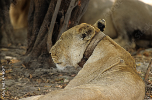 Lion, lionne, femelle, collier émetteur, Panthera leo, Parc national du Serengeti, Tanzanie