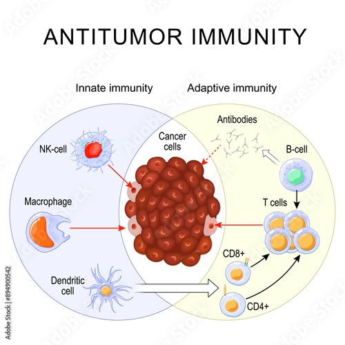 Antitumor Immunity. Immune Response. Immunotherapy